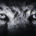 beast-of-bray-road-featured